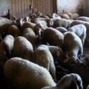 Габровски овцевъди ще дарят животни на колегите си от Странджа с избити стада 