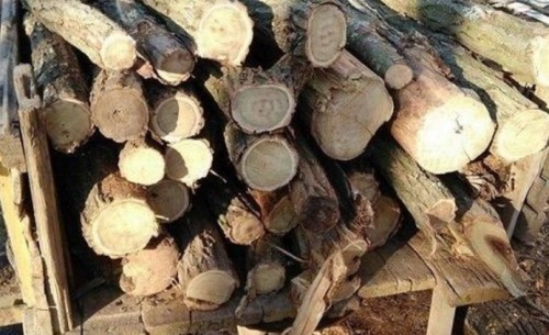 Доброволци дариха дърва на бедстващото пловдивско семейство