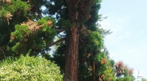 Доброволци спасяват от гъбично заболяване вековна секвоя в центъра на В. Търново, подарена от цар Борис