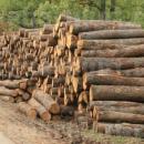 В Община Стрелча започна записването за дърва за огрев за следващия отоплителен сезон